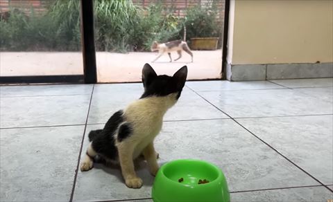 後ろを振り返る子猫と外に子猫