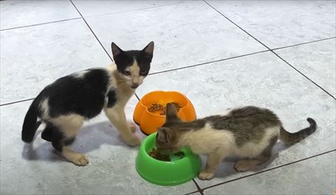 子猫2匹ごはん