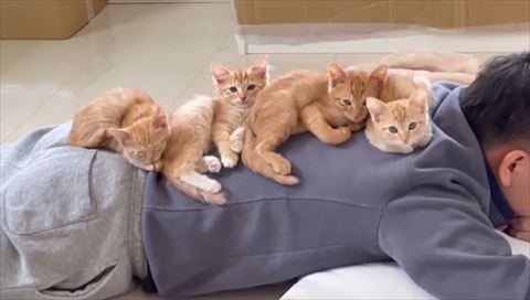 背中の子猫アップ