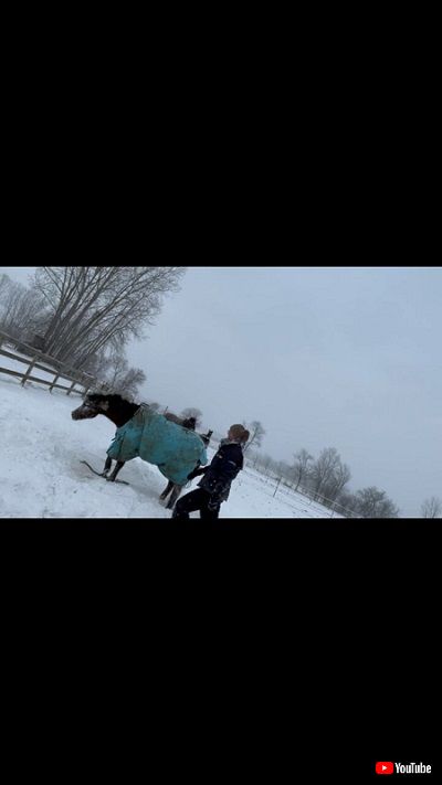 起き上がった馬