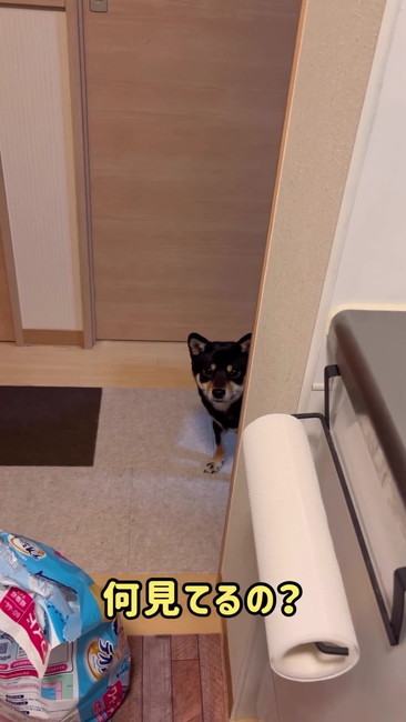 おやつねだる犬