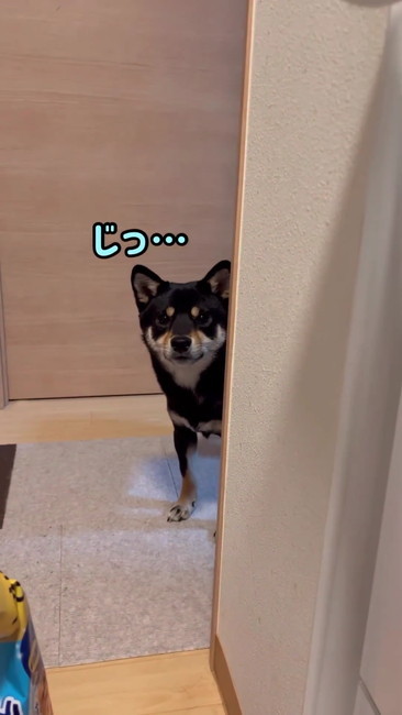 柴犬