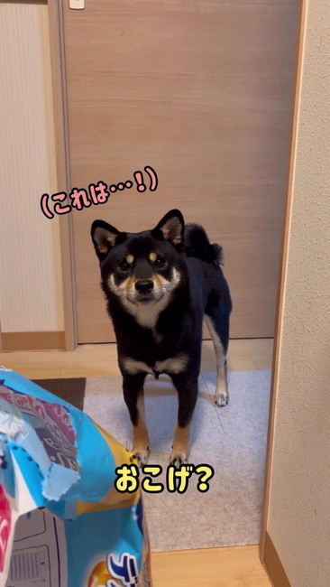 柴犬