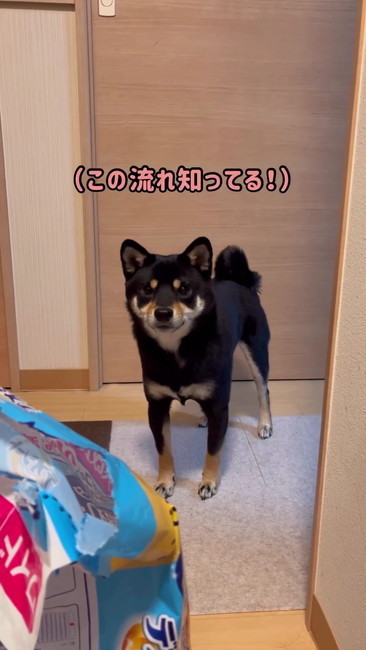 柴犬
