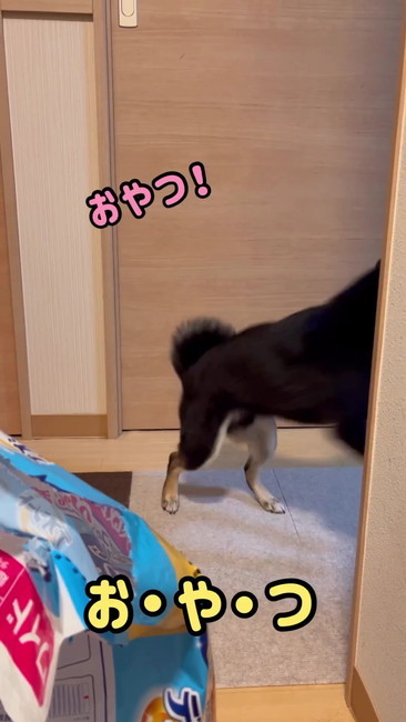 柴犬