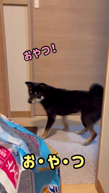 柴犬