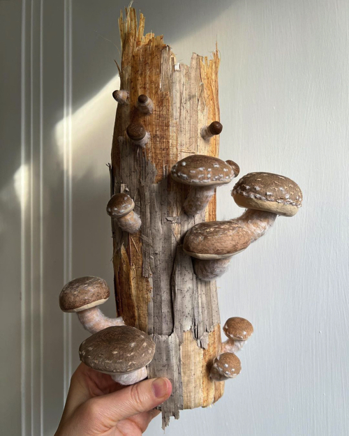 紙で作ったキノコ