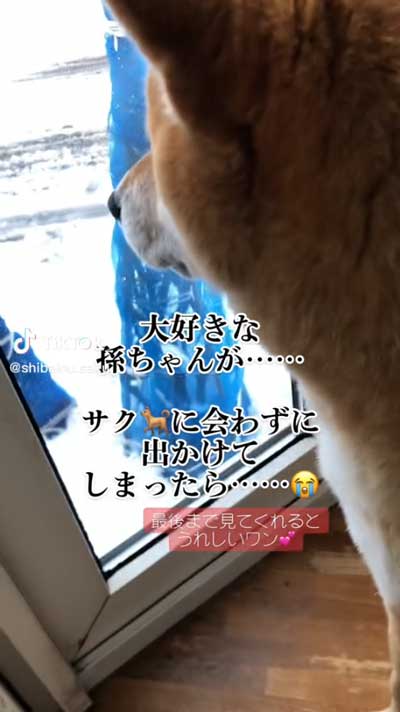 犬