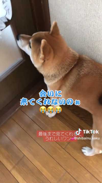 孫ちゃんを待つ柴犬