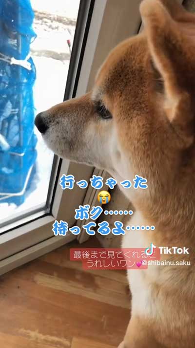 孫ちゃんを待つ柴犬