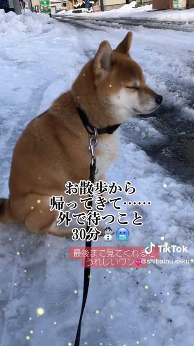 孫ちゃんを待つ柴犬