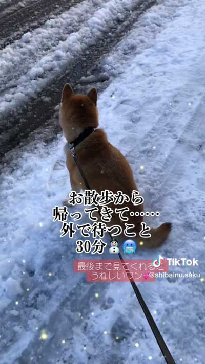 孫ちゃんを待つ柴犬