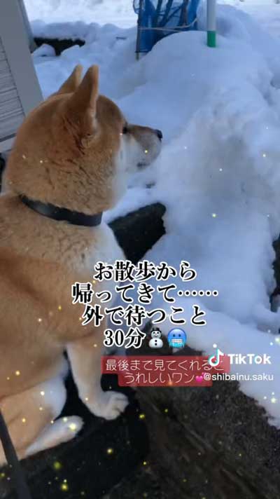 孫ちゃんを待つ柴犬