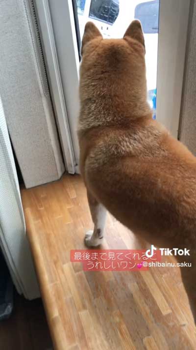 孫ちゃんを待つ柴犬