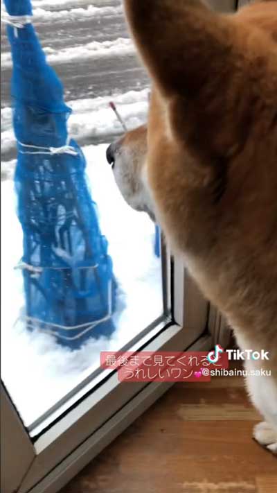 孫ちゃんを待つ柴犬