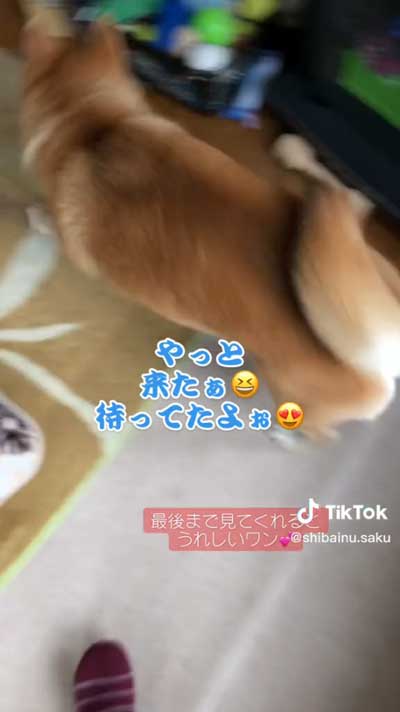 孫ちゃんを待つ柴犬