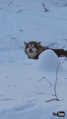 飼い主を見送る犬