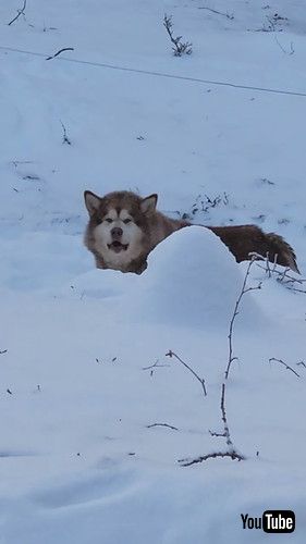 飼い主を見送る犬