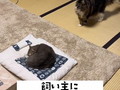 飼い主と4日ぶりに再会した猫ちゃんたちは……？　想定内の塩対応に「猫ってそんなもん、だがそれがいい」の声
