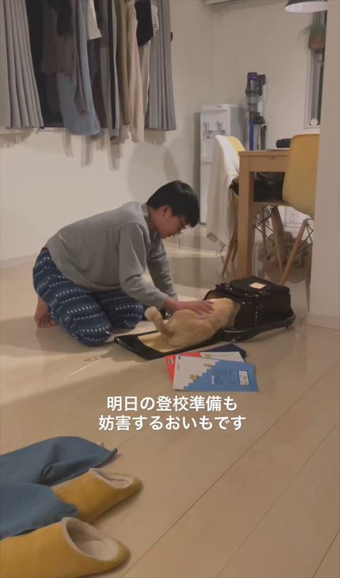 ランドセルに入る猫をなでる息子
