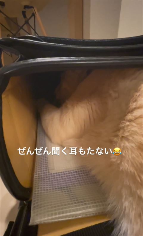 聞く耳もたないテロップ