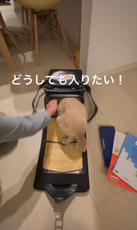 どうしても入りたいテロップ