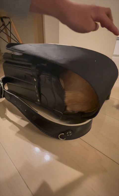ランドセルにすっぽり入る猫