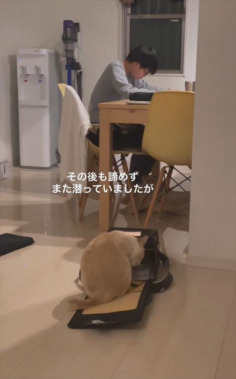 宿題中息子とランドセルに入ろうとする猫