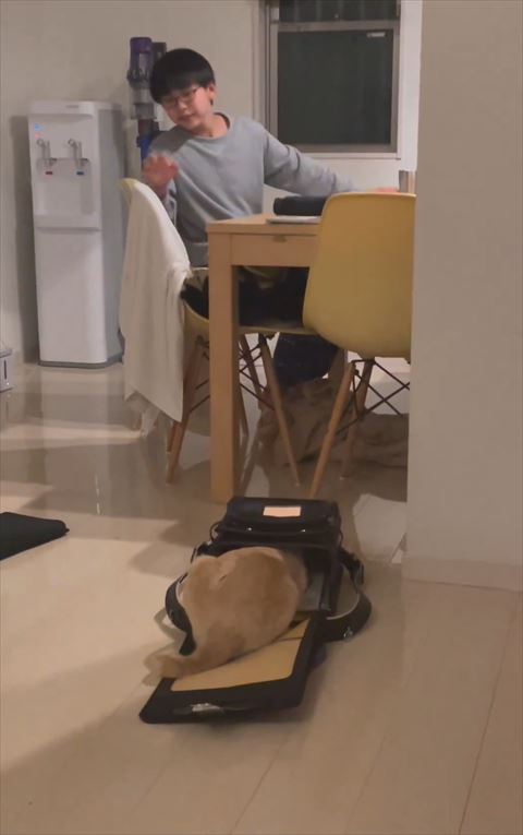 ランドセルに頭入れる猫を遠くから見る息子