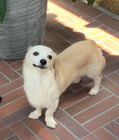 ほほ笑むワンコ