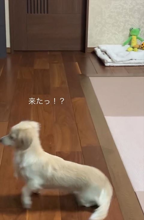 走り出すワンコ横から