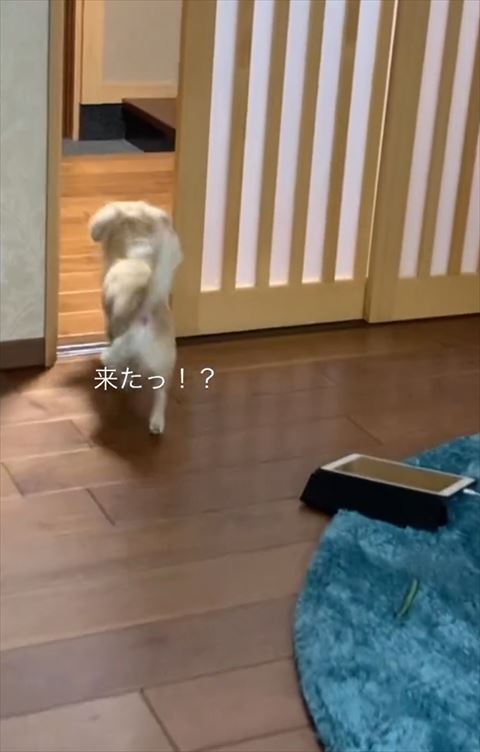 玄関向かうわんこ後ろ姿