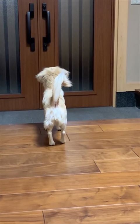 玄関で待つワンコ後ろ姿