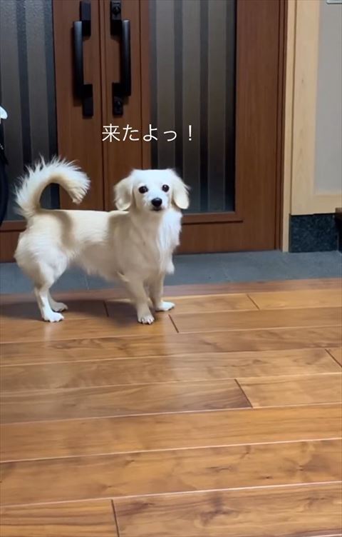 来たよテロップ