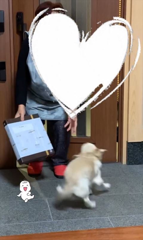 おばあちゃんを歓迎する犬