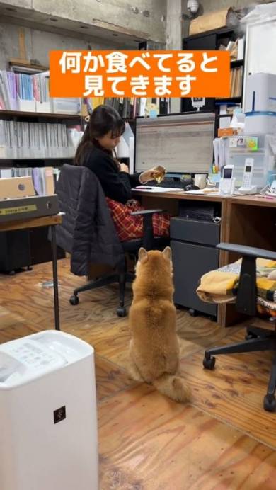 会長をつとめる柴犬