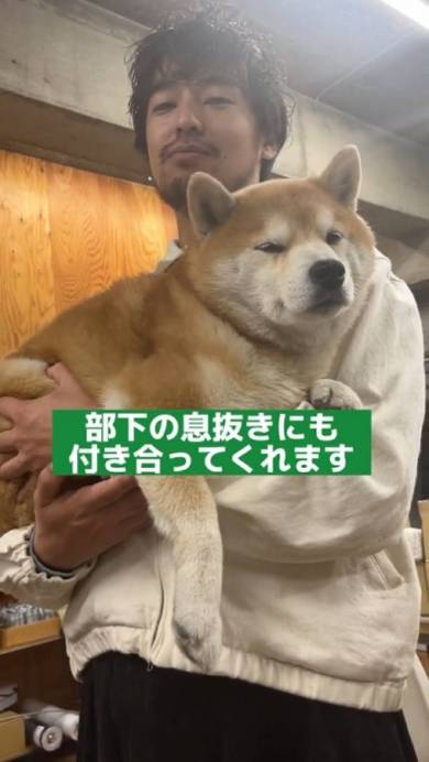 会長をつとめる柴犬