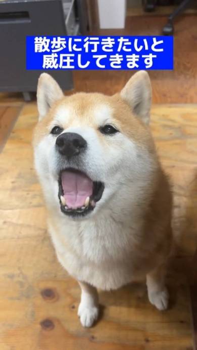 会長をつとめる柴犬