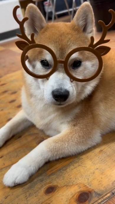 会長をつとめる柴犬