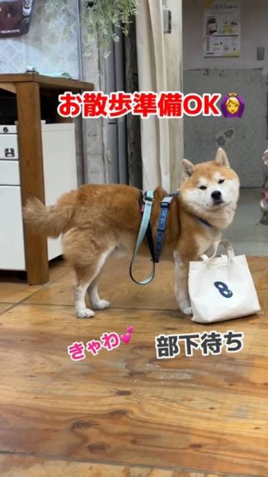 会長をつとめる柴犬