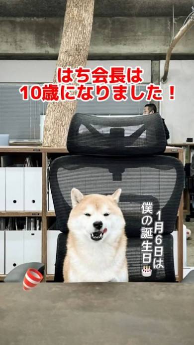 会長をつとめる柴犬