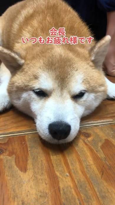 会長をつとめる柴犬
