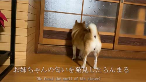 お姉ちゃんの帰省サプライズに喜び大爆発の柴犬