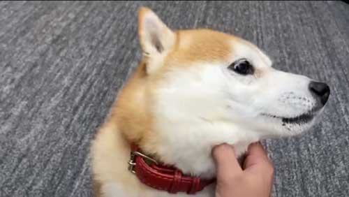 お姉ちゃんの帰省サプライズに喜び大爆発の柴犬