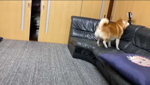 お姉ちゃんの帰省サプライズに喜び大爆発の柴犬