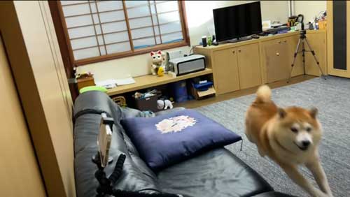 お姉ちゃんの帰省サプライズに喜び大爆発の柴犬