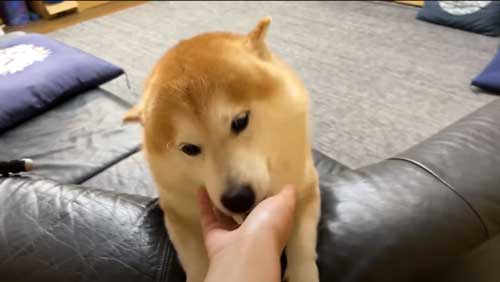 お姉ちゃんの帰省サプライズに喜び大爆発の柴犬