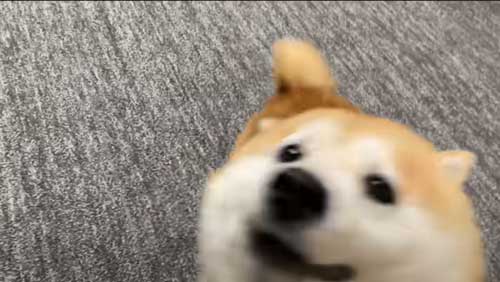 お姉ちゃんの帰省サプライズに喜び大爆発の柴犬