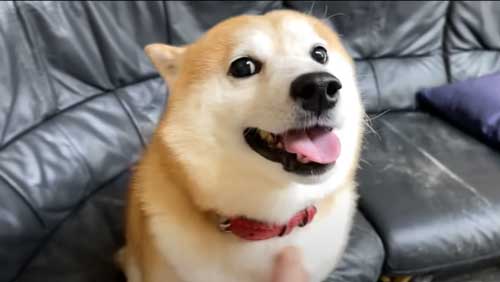 お姉ちゃんの帰省サプライズに喜び大爆発の柴犬