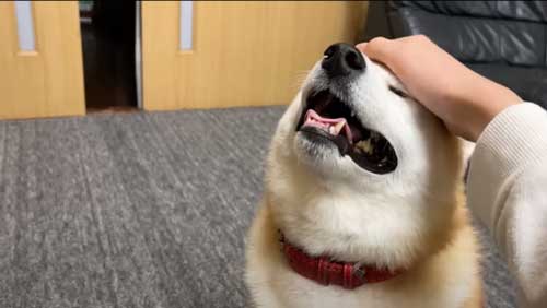 お姉ちゃんの帰省サプライズに喜び大爆発の柴犬